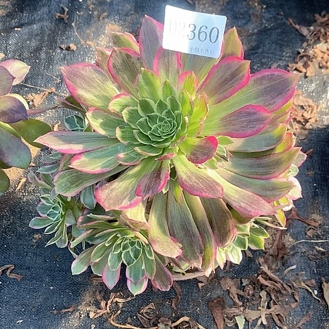 2360莲花多肉法师锦有断枝