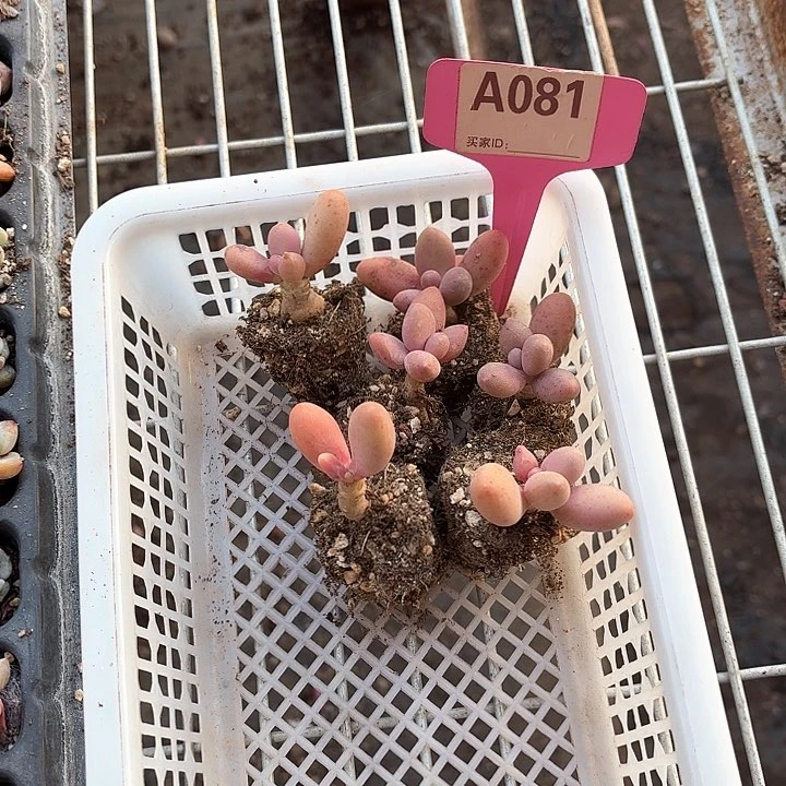 冒*鸭x h z xv c g h c x f 081