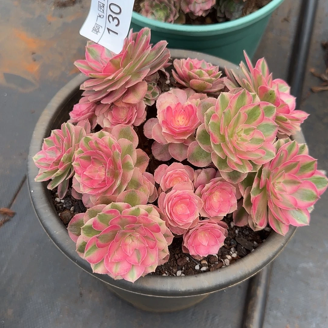 130多肉 荔枝丛林