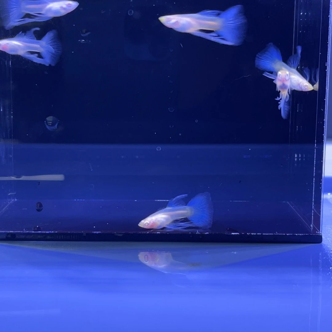 孔雀鱼缎带公6条开箱视频报损