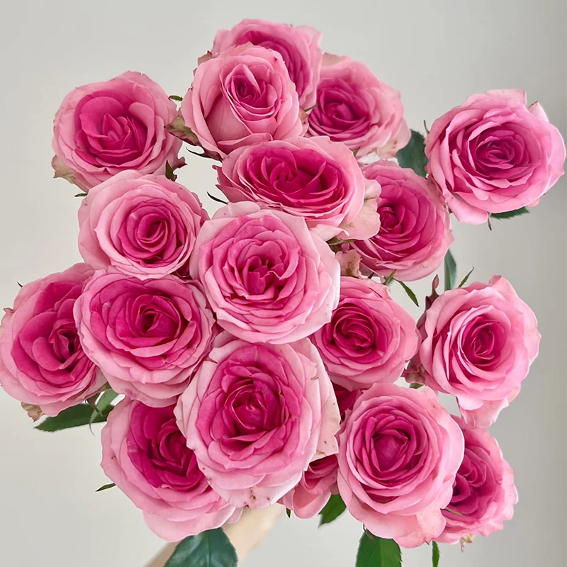 【花间小樱】多头玫瑰 【3单包邮顺丰空运/95%市区次日达】