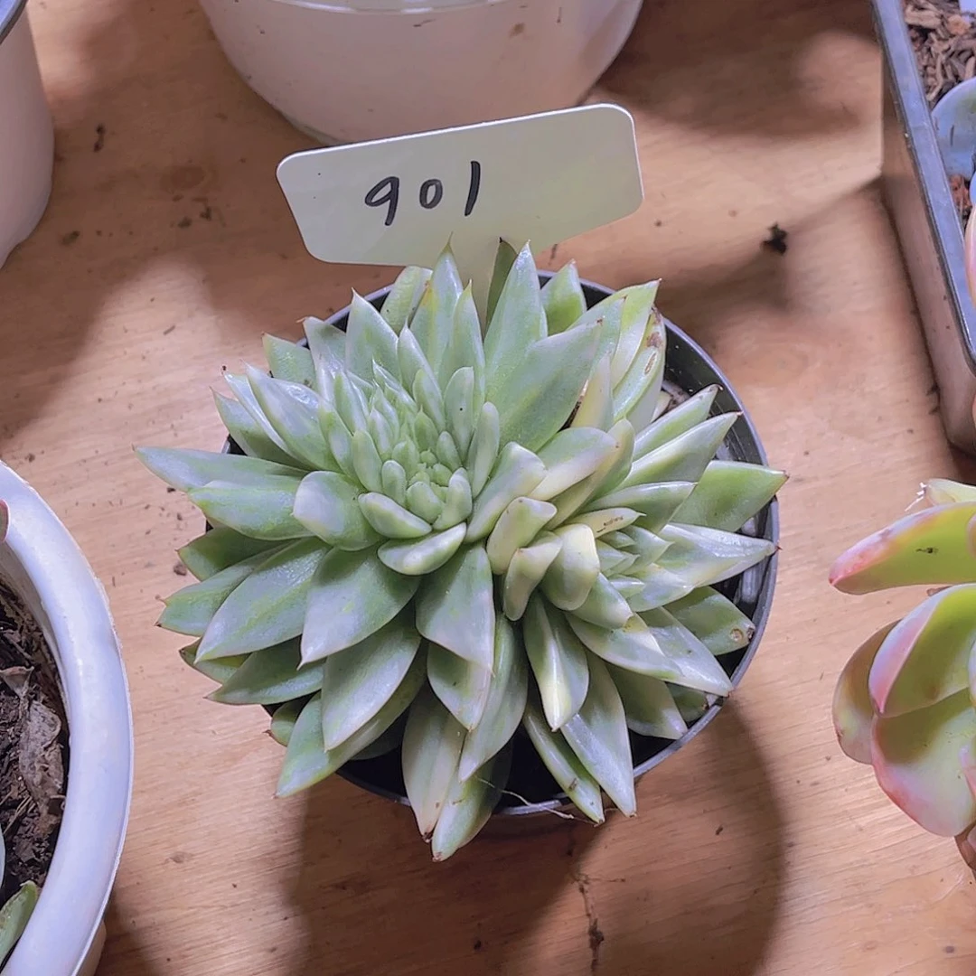 肉****0000000000000901