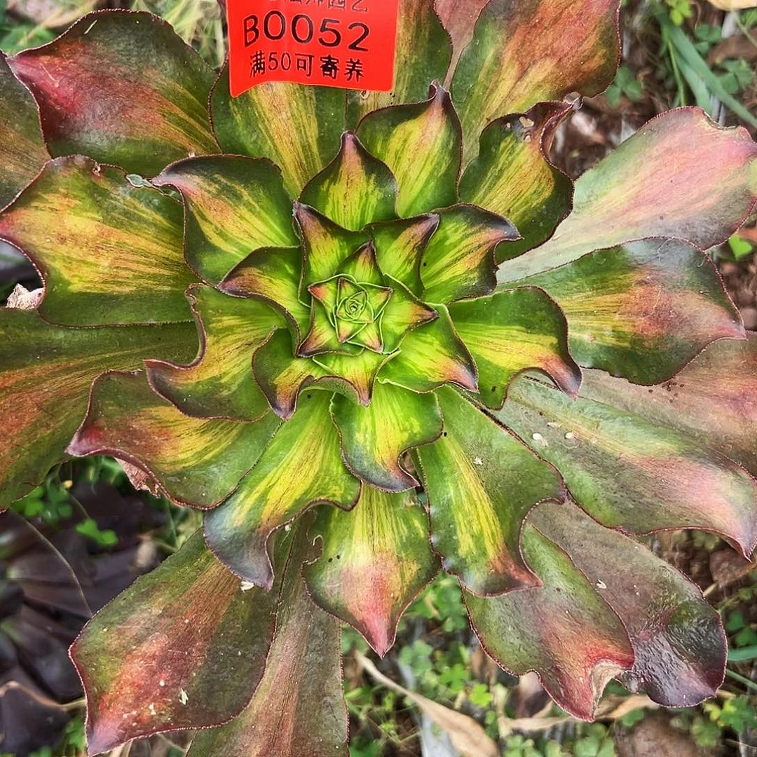0052多肉植物魅影中班