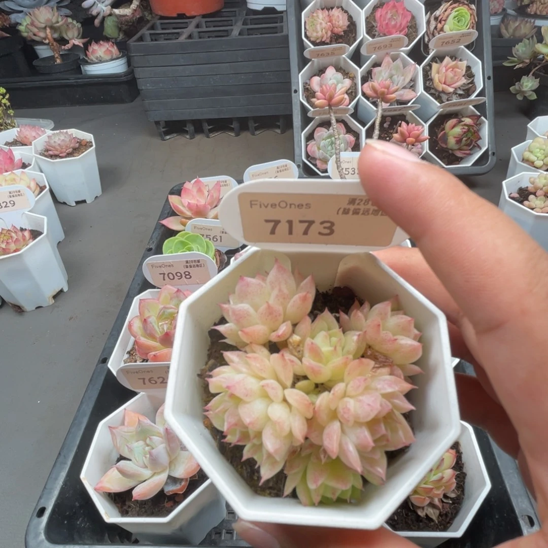 7173麦秆群4.5厘米