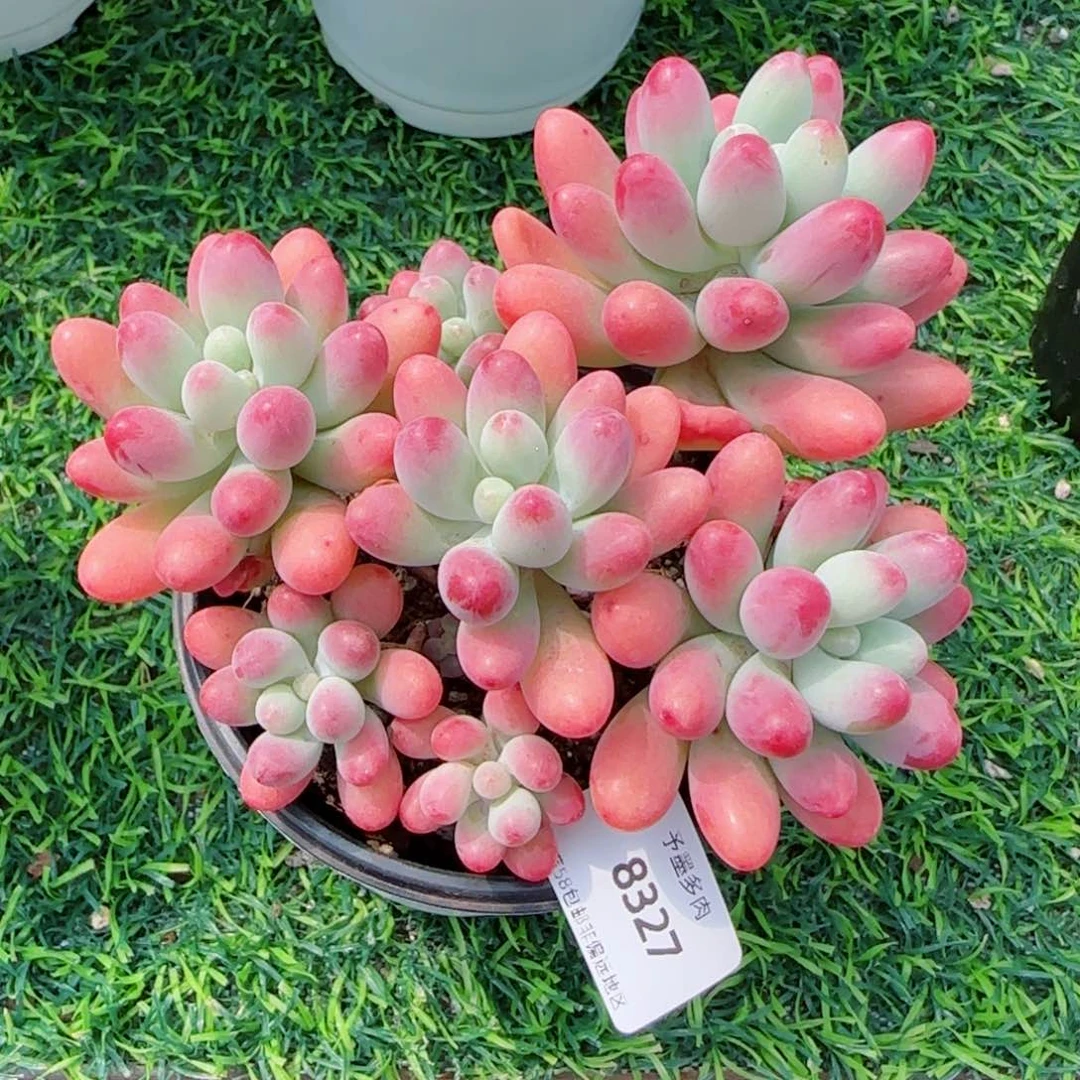 胖大星，8327多肉植物