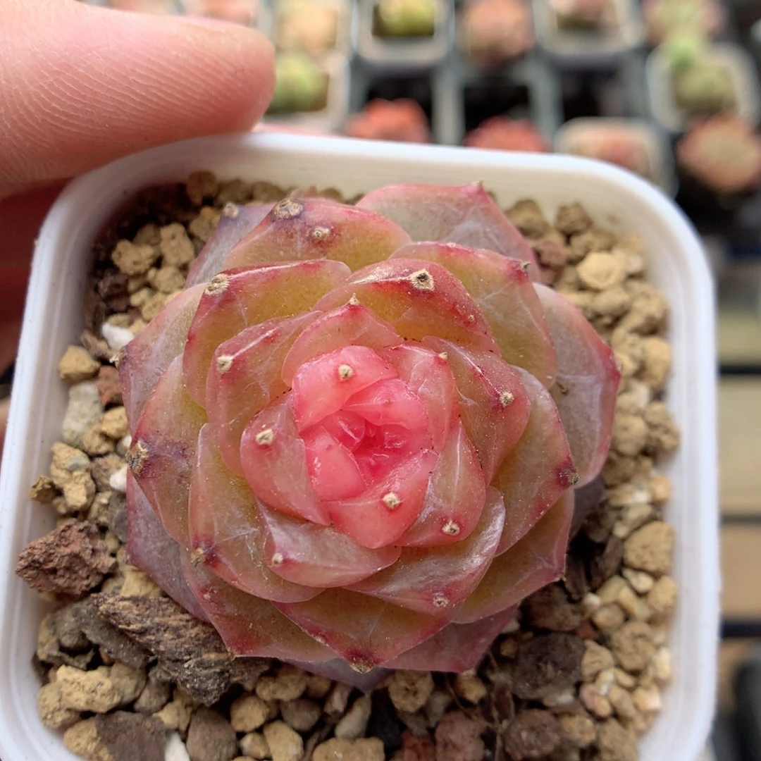 C95珍妮糖心优选y y y y y y y