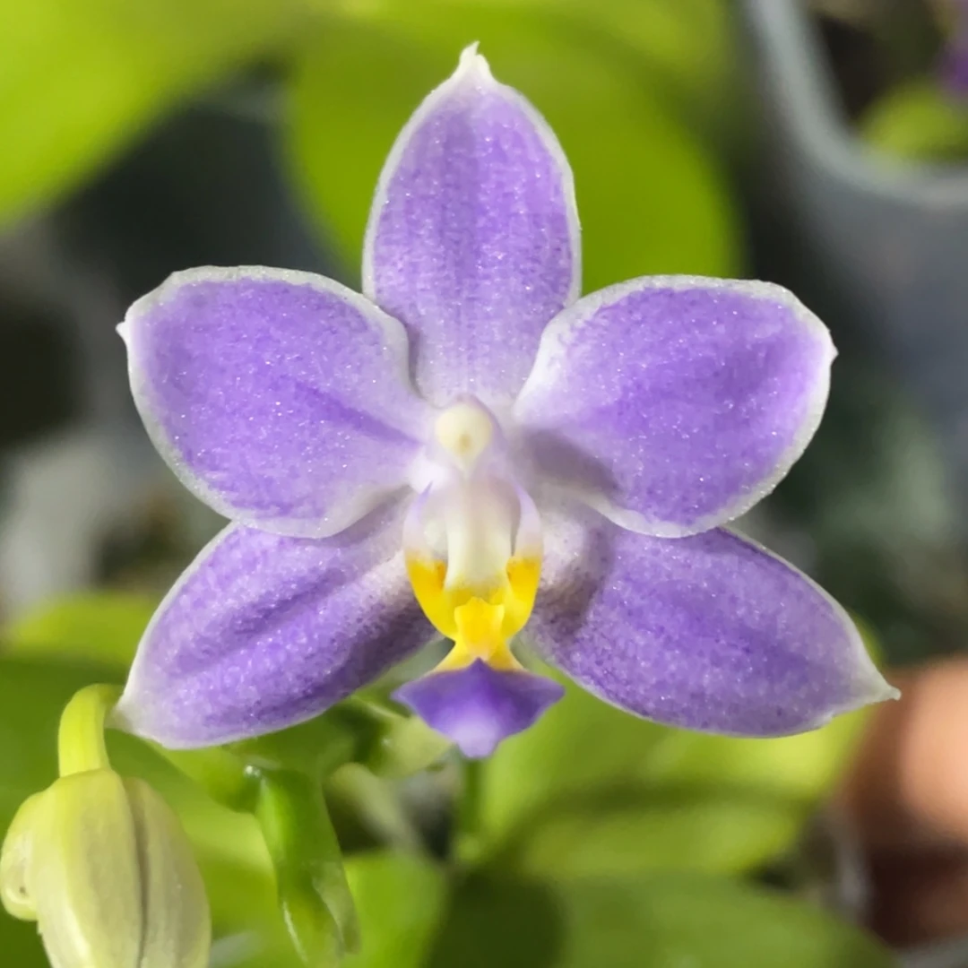 大部分开放少量花苞1.7盲盒