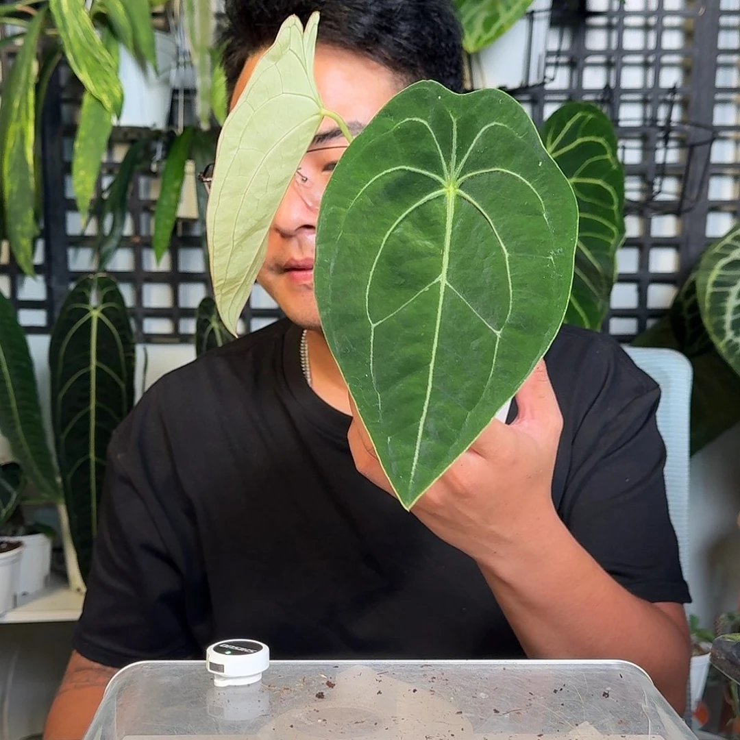 无花朵北**才一物一拍W 81
