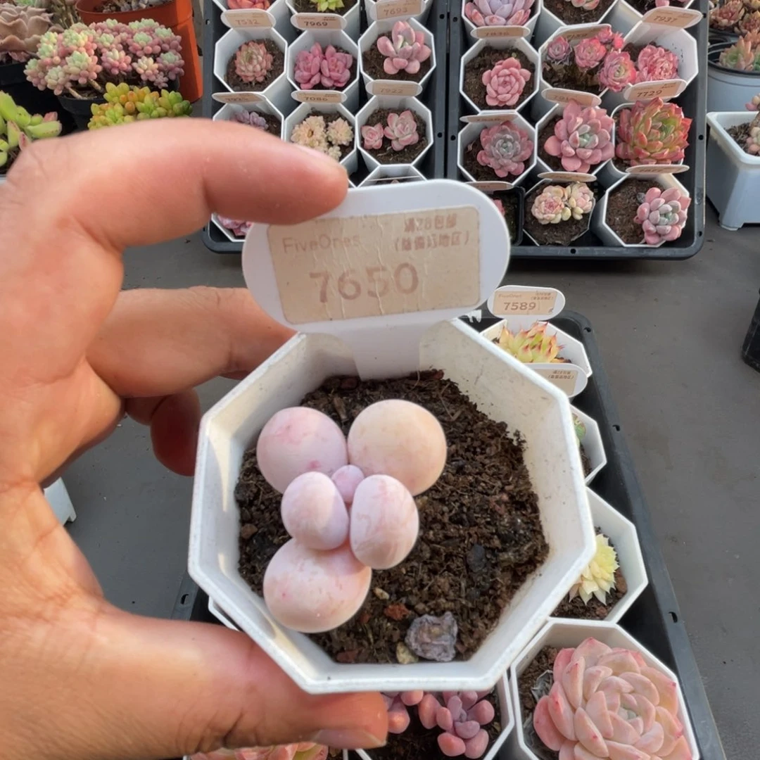 7650橙雪球奶酪4.0厘米