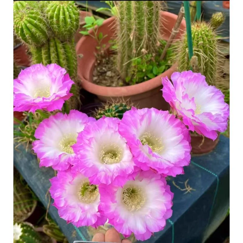 自根舞会然彩草,尺寸以直播间为准,环境不同开花不同,介意勿拍