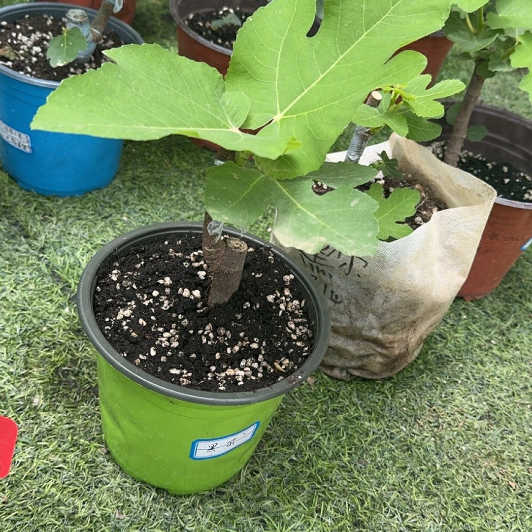 （黑尔欧版）花痴家无花果盆栽，地栽