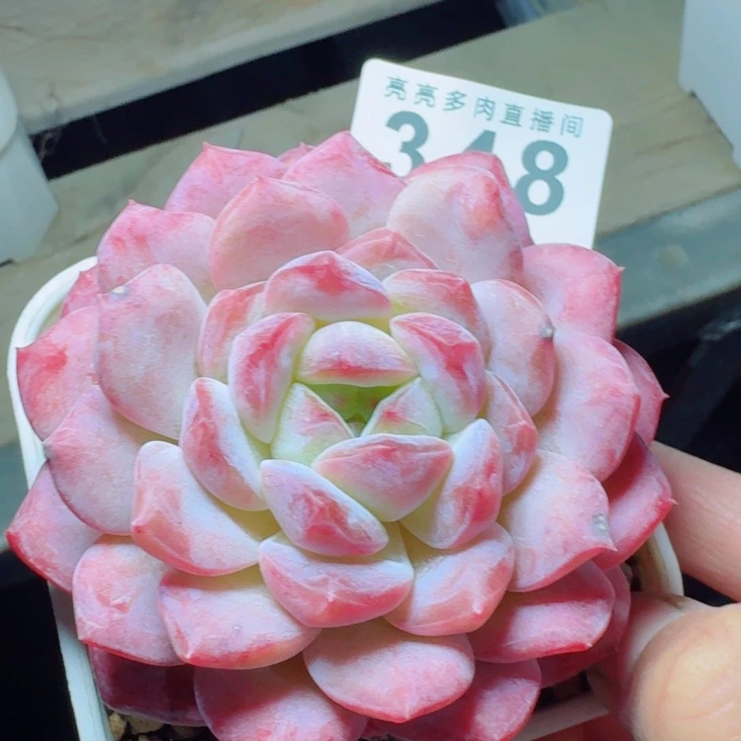 母本冰魄      愿你一路坦途，乘风破浪展宏图