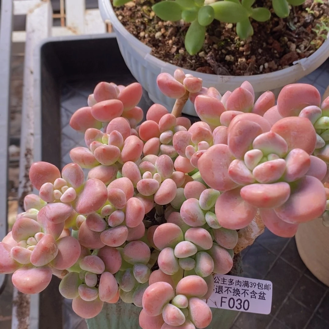 樱花洛神16cm030多肉植物