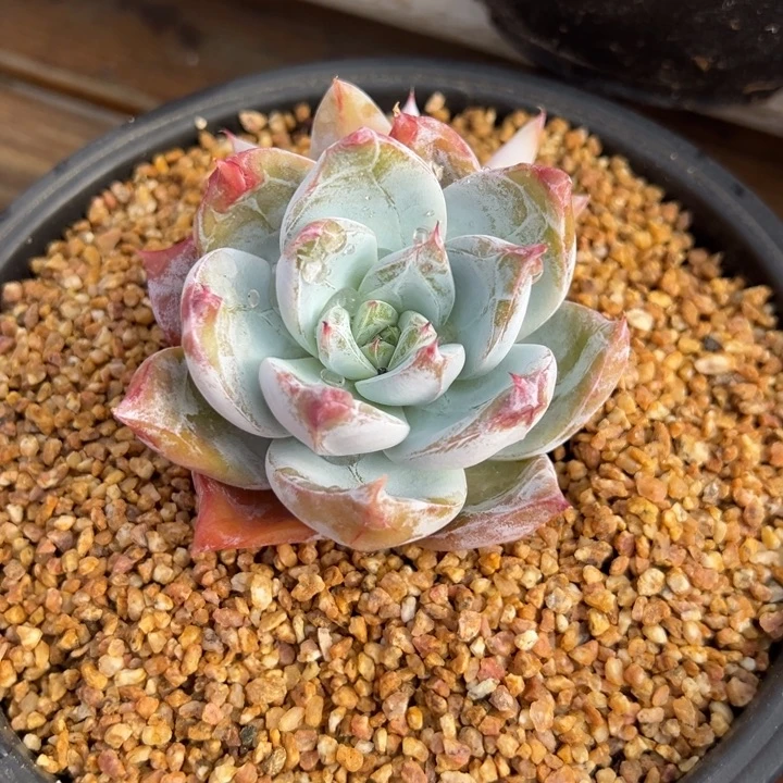 卡罗拉 双头 夏鸣园艺