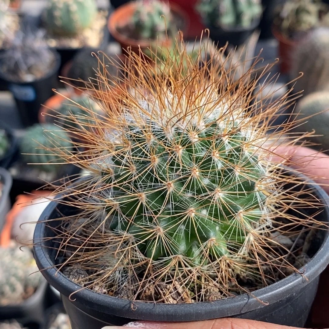 植播园艺优选皇权