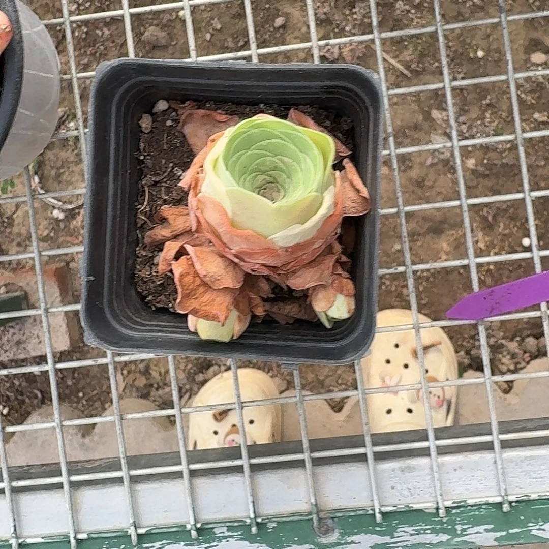 媛**✪鸡蛋玫瑰1颗跟单