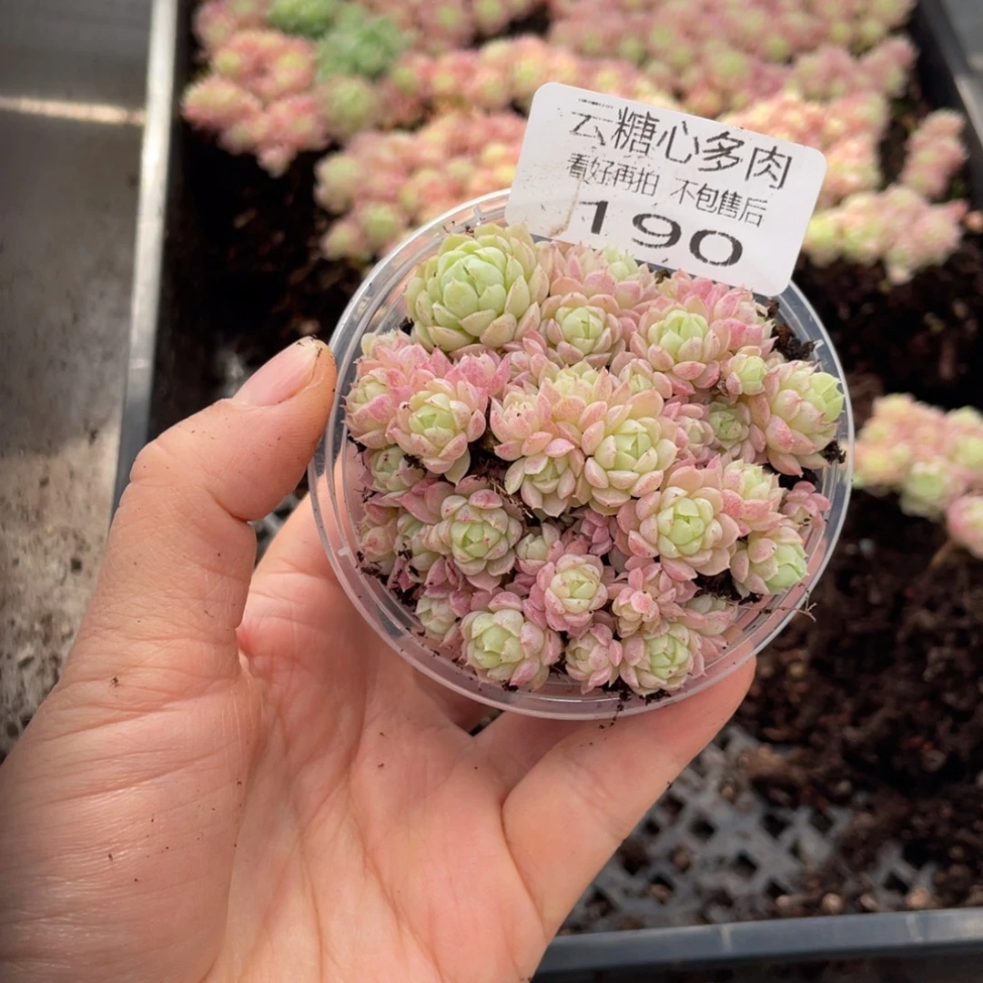 云糖心多肉植物190