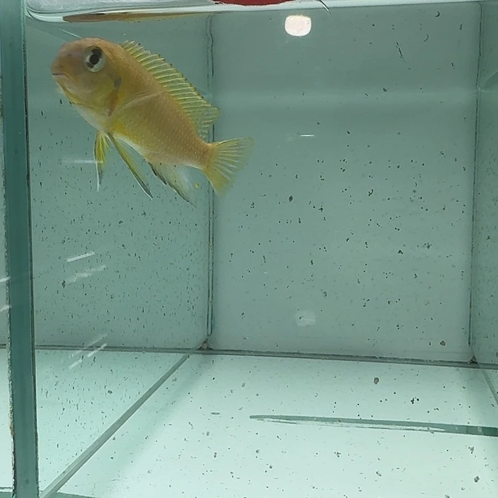 海水106号野生紫黄蝶