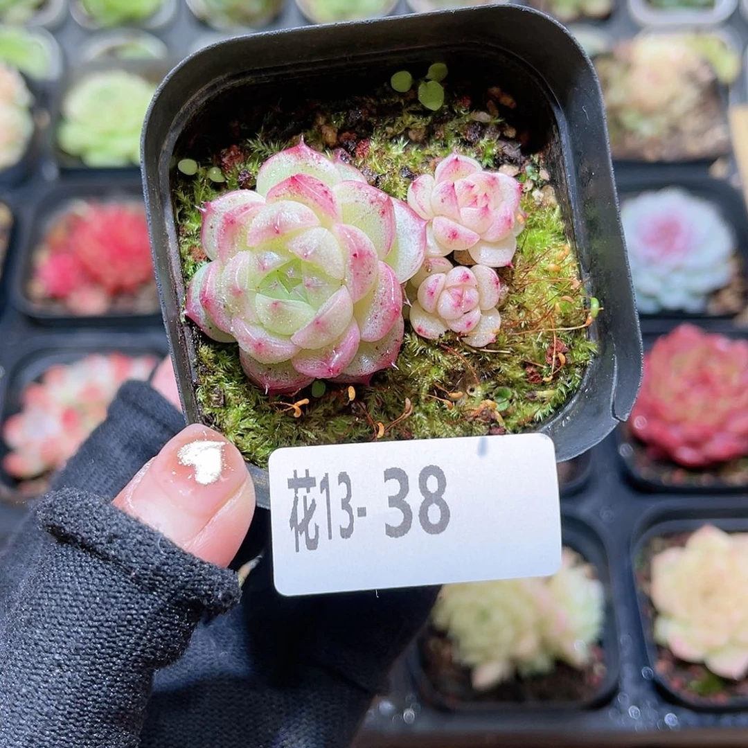 花 13- 38麦秆不包整