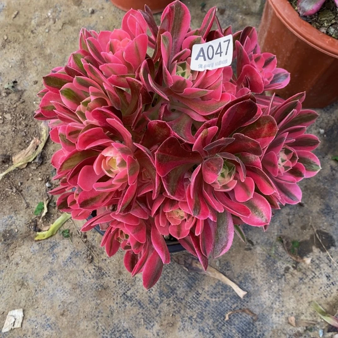 047女巫小不包损