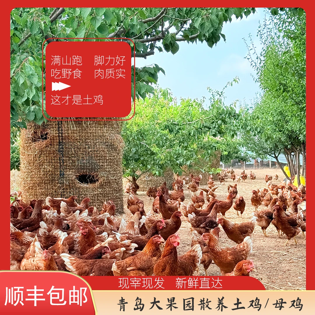 【黄油老母鸡】正宗散养土鸡五谷杂粮林间散养新鲜鸡肉散养鸡