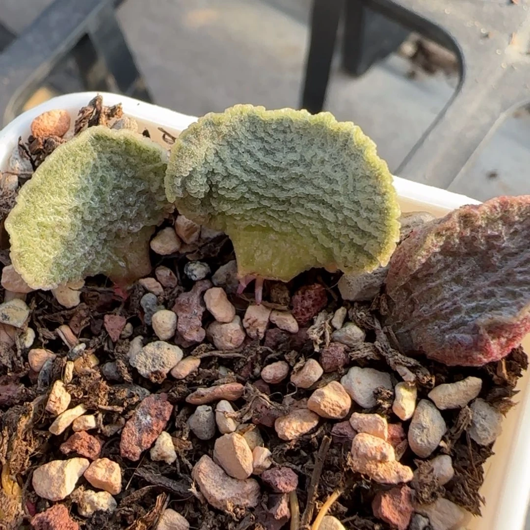 冰鳞水泡叶片福利多肉