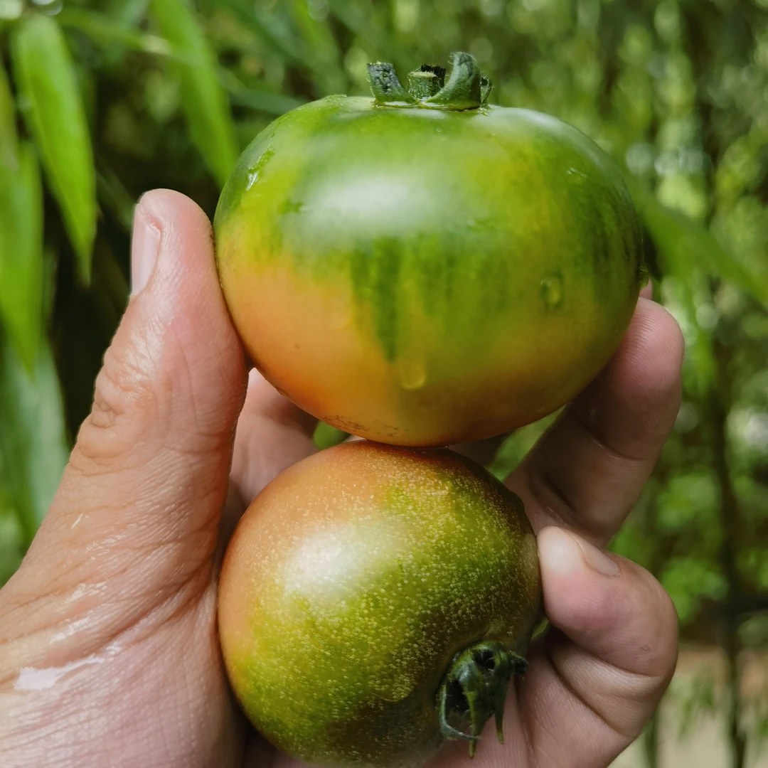 【顺丰到家】草莓番茄水果番茄爆汁浓郁蕃茄味酸甜可口3斤装
