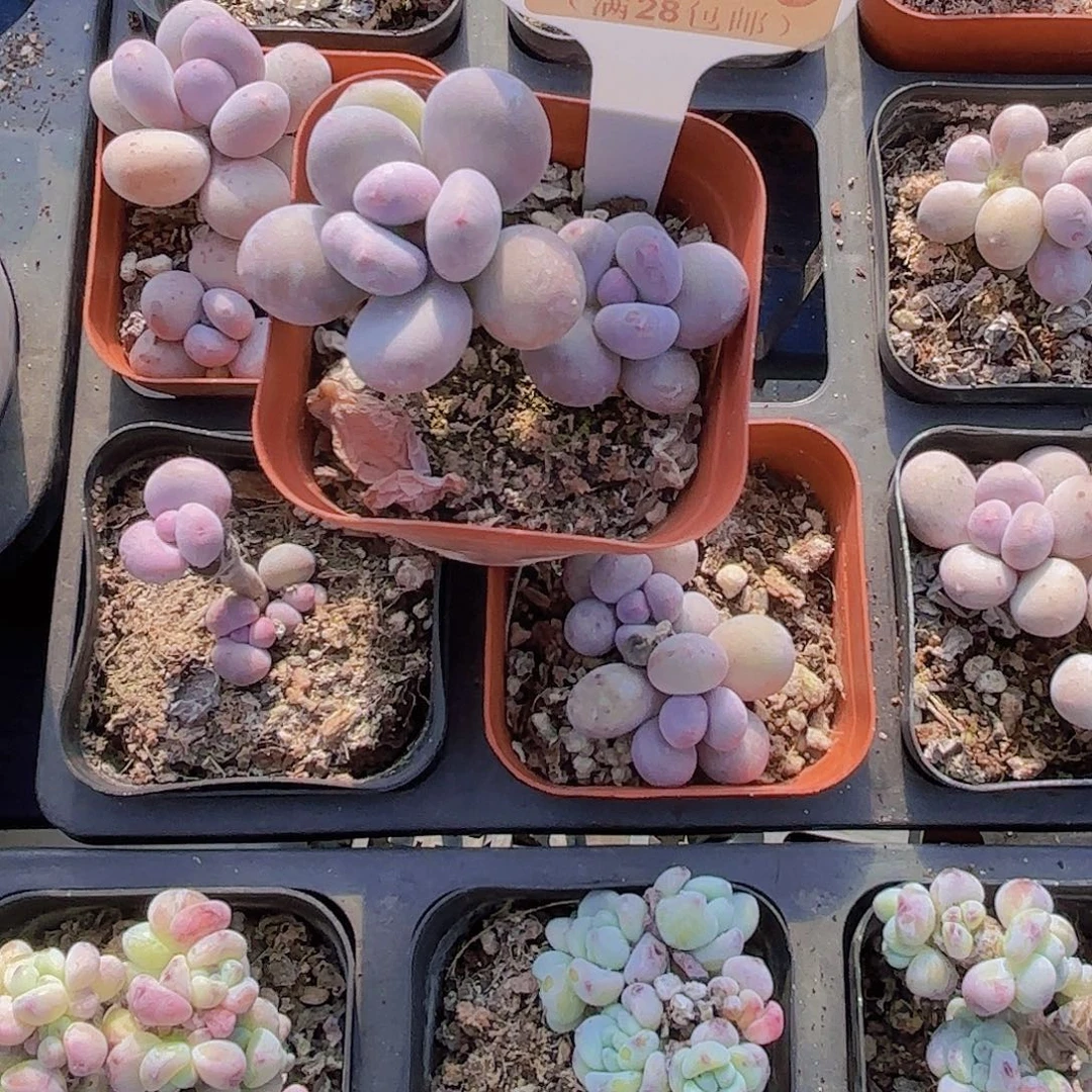 A009彩虹奶一物一拍