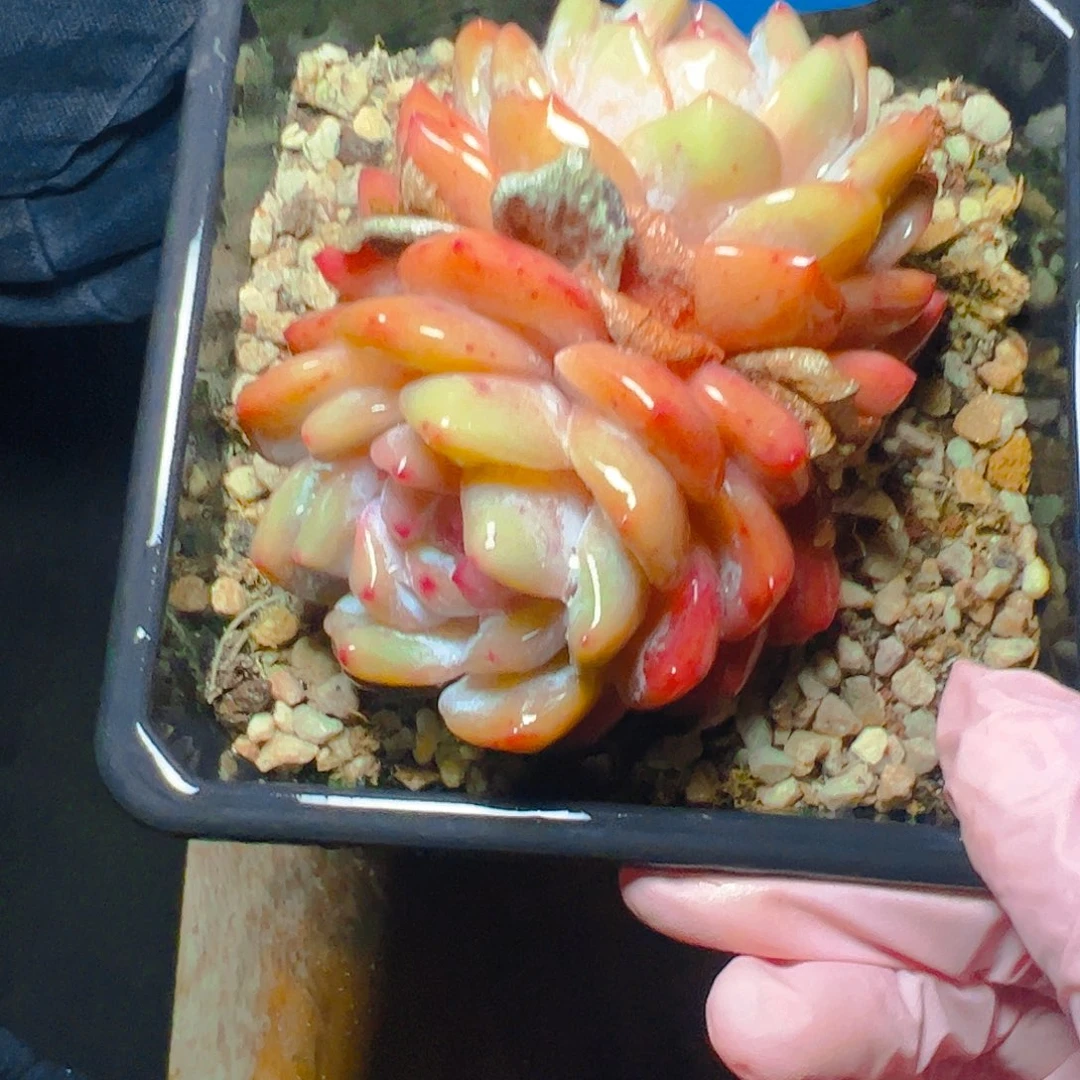 （****✌双头橙梦露3098号一物一拍