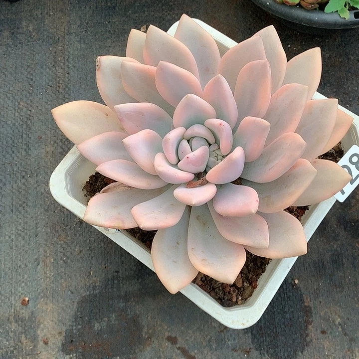 728奥普锦 一物一拍多肉