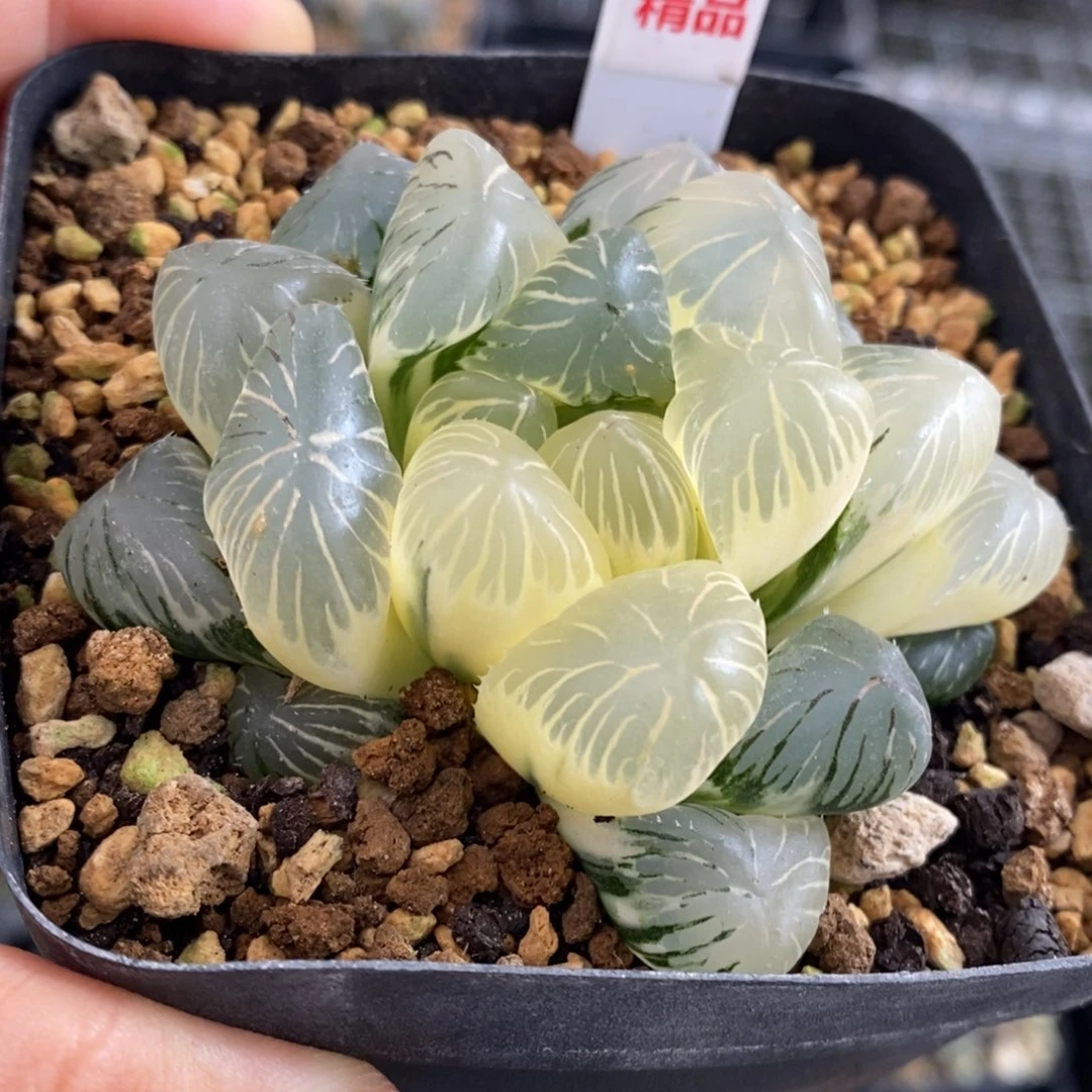 275号实生大窗玉露锦糊斑趋势