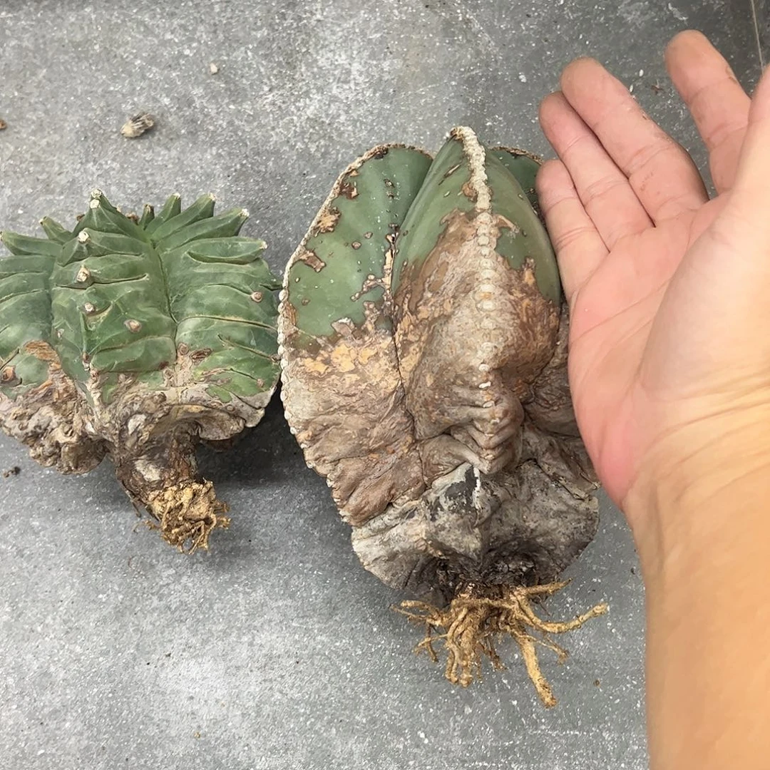 来***嘛两棵老鸾凤玉6666666688