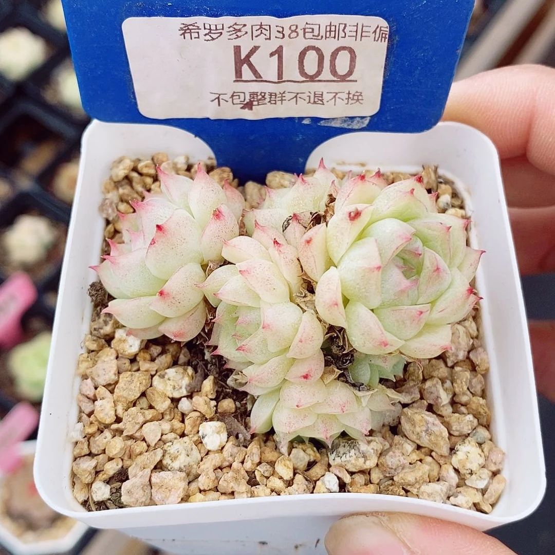 麦秆6cm不包整群