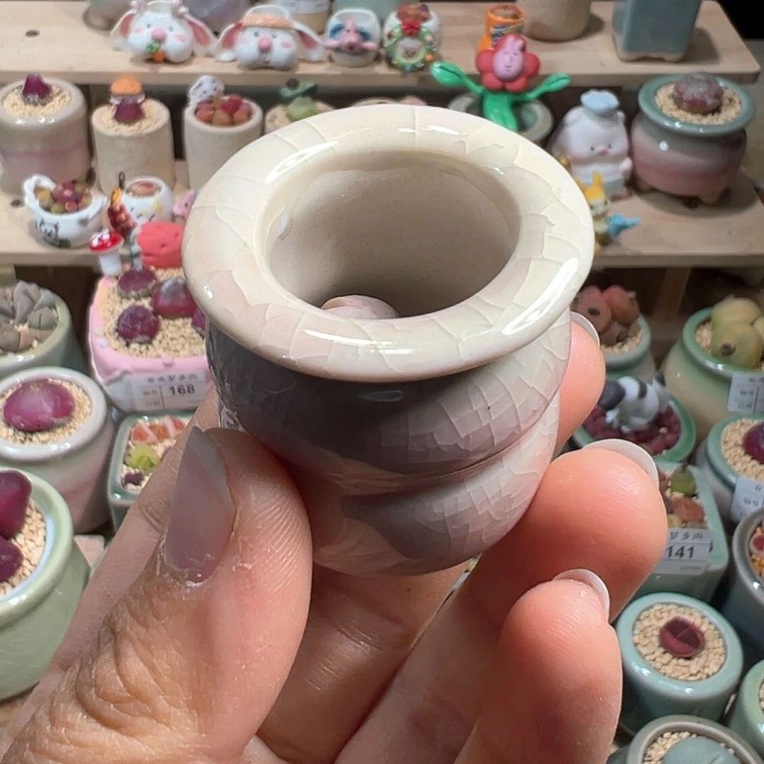 迷****熊多肉植物222号高尔夫