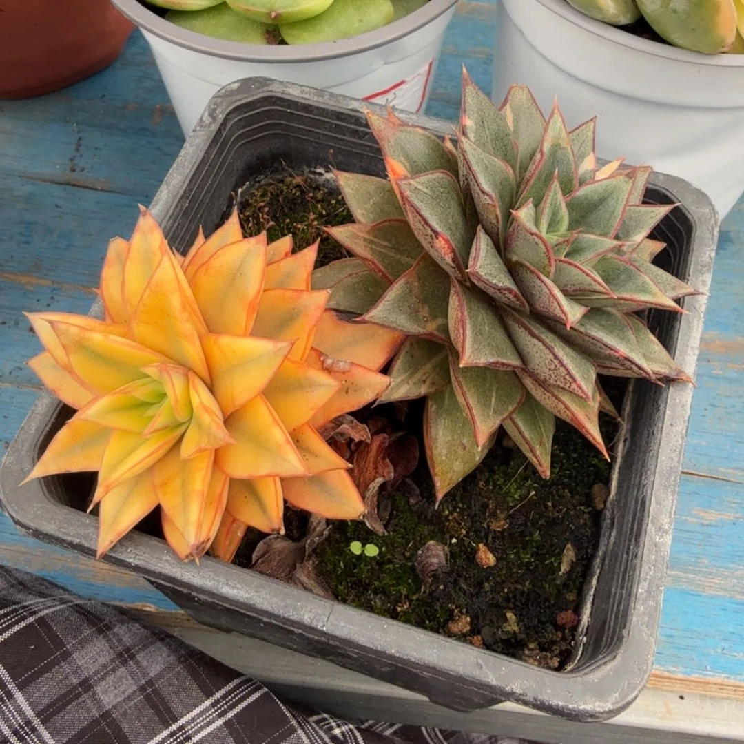 麒麟座锦腹轮锦一颗