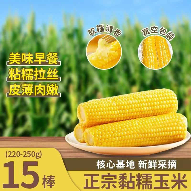 【拍单试吃6棒】东北黄糯玉米15棒东北产地直发正宗糯玉米