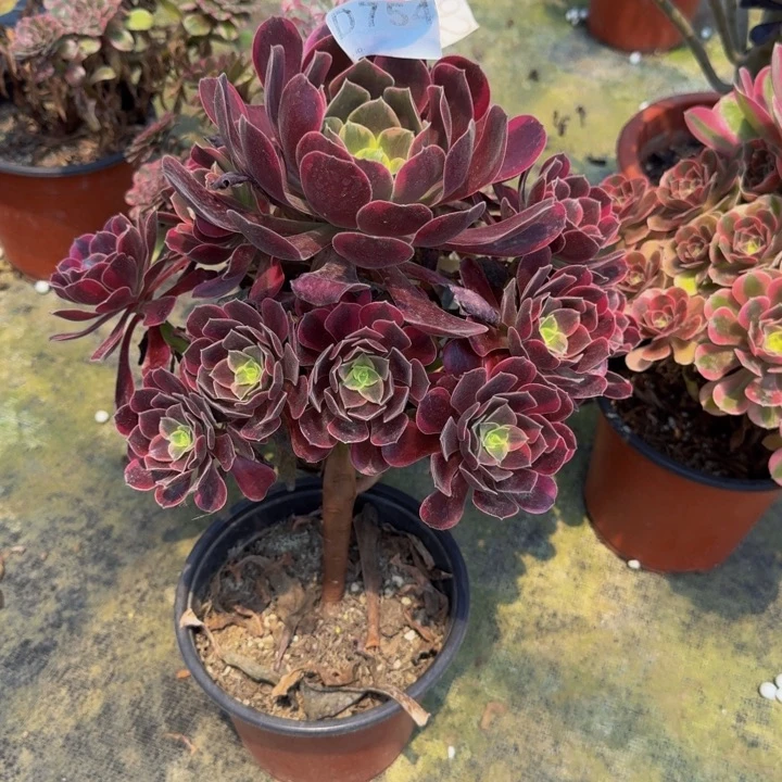 用***00000000000754妖桩