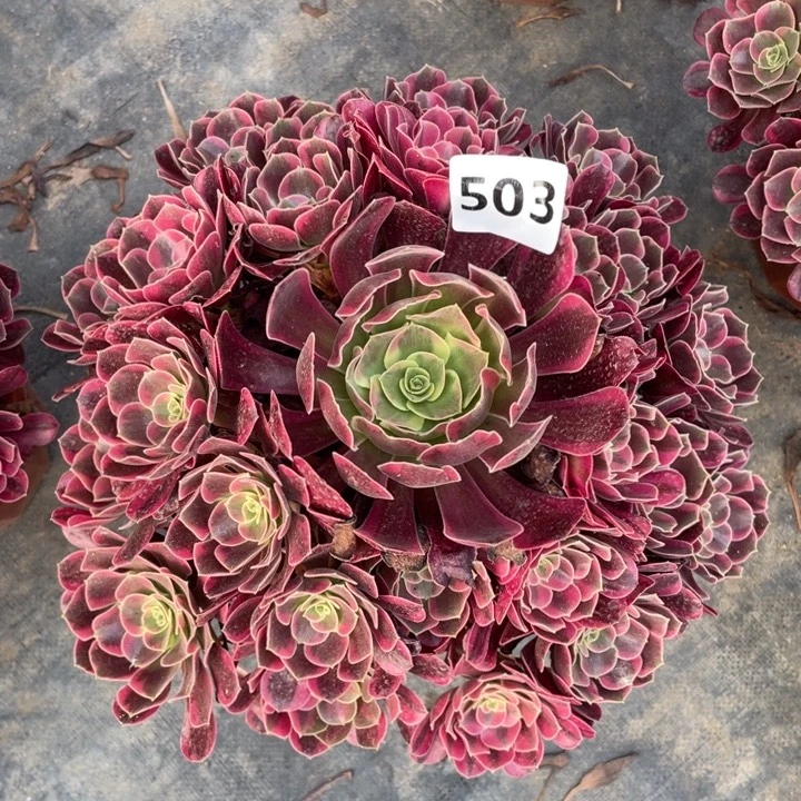 凤冠503号多肉植物