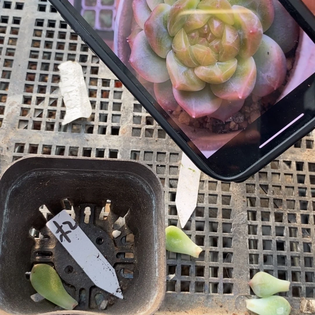 纯叶片甜心木2一片多肉叶子