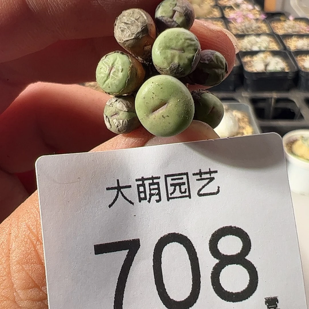 一物一拍。       708