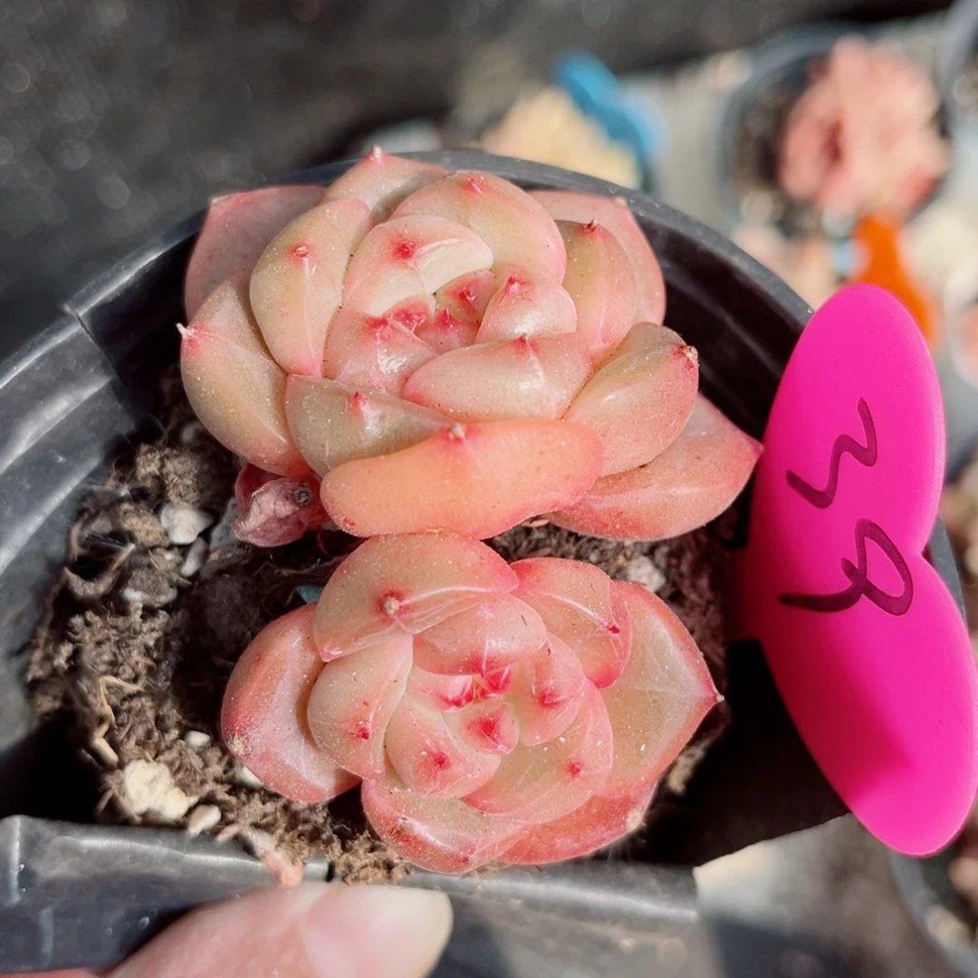 39号小老桩珍妮双头