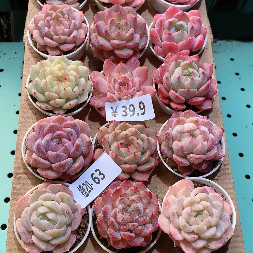 20-63一物一拍带盆18颗。