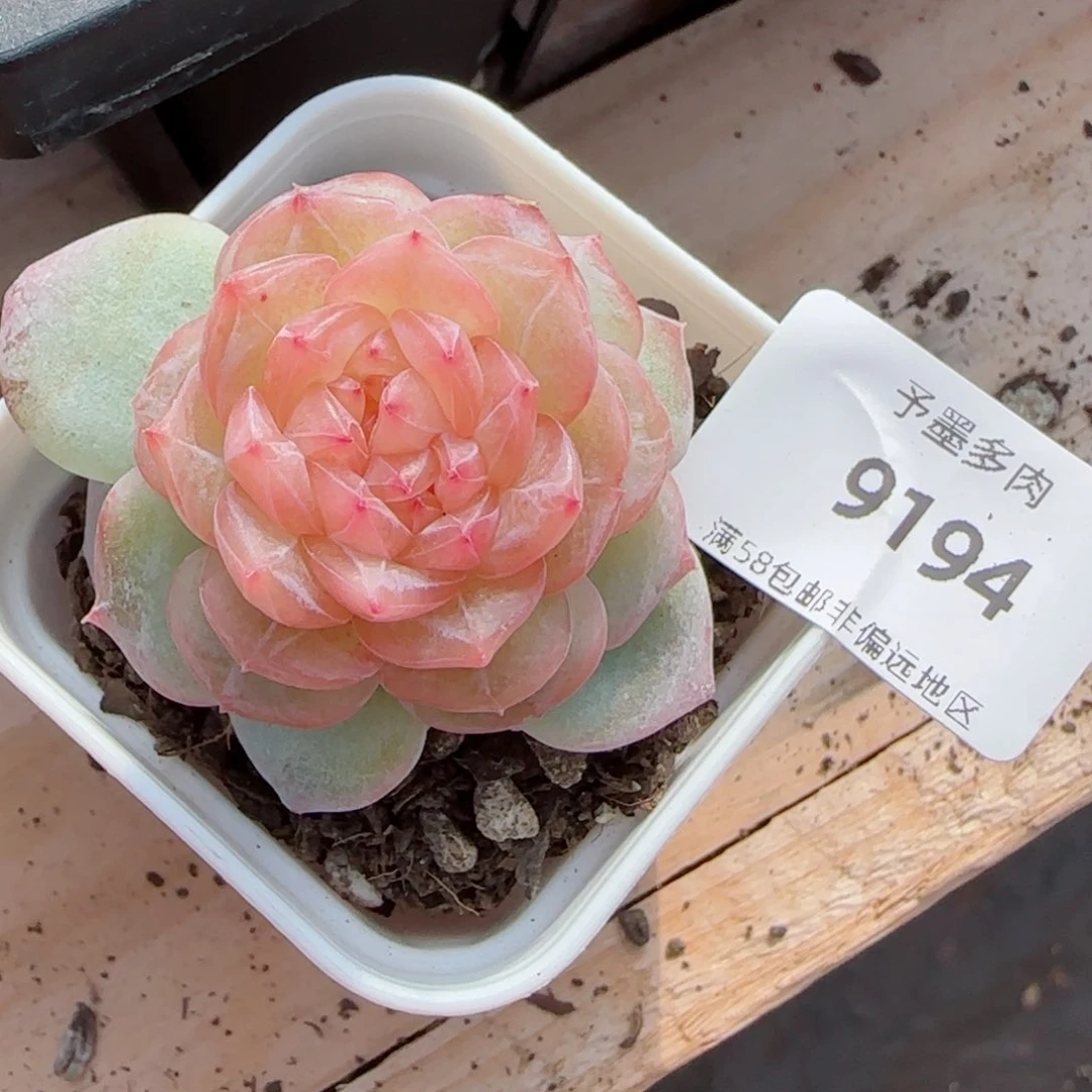 双心孤品，9194多肉