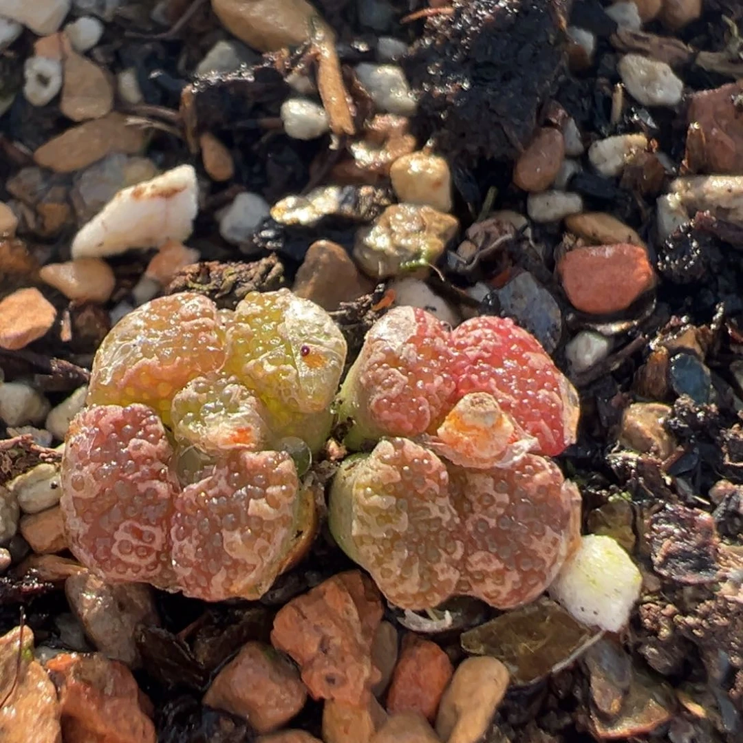 134多肉植物百科知识