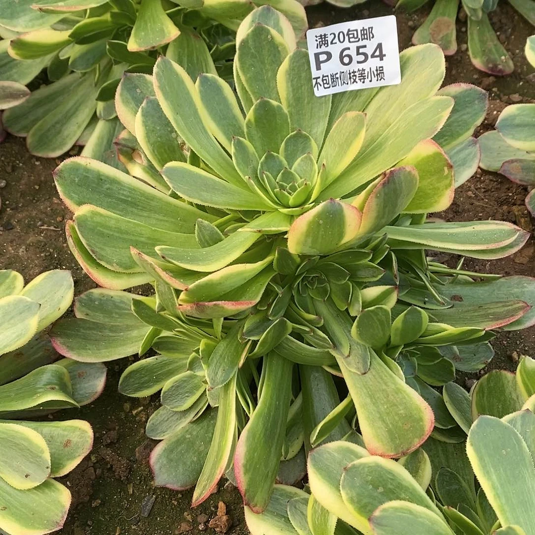 654半夏多肉法师锦量拍