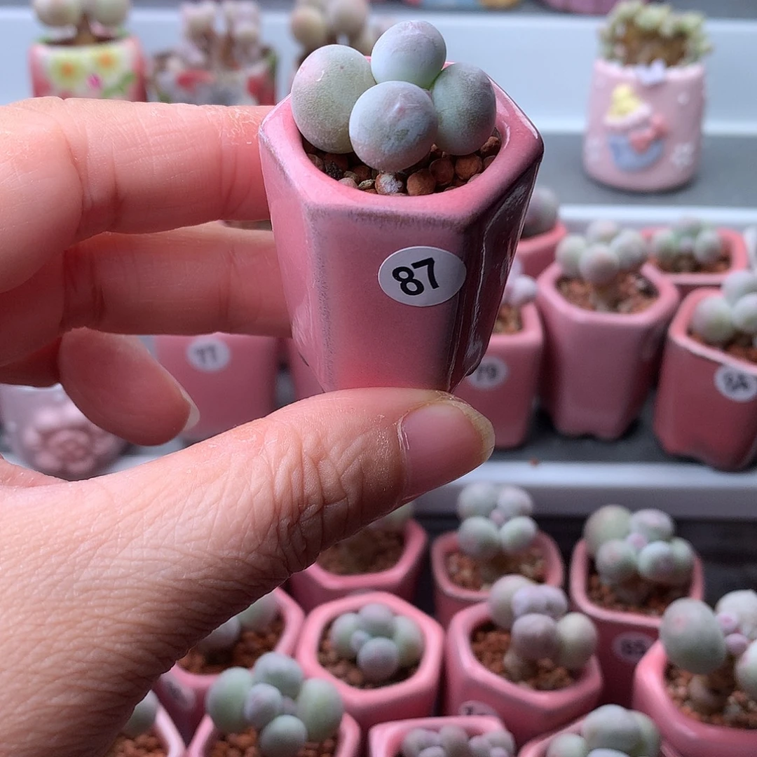 鸡蛋奶酪带盆发货