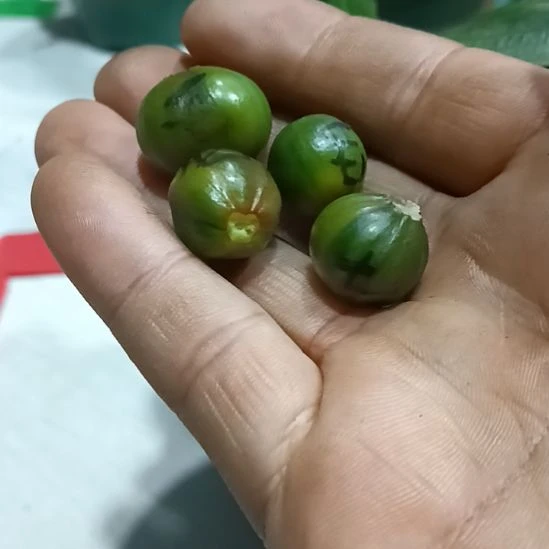 兵***无花朵君子兰小苗君子兰小苗君