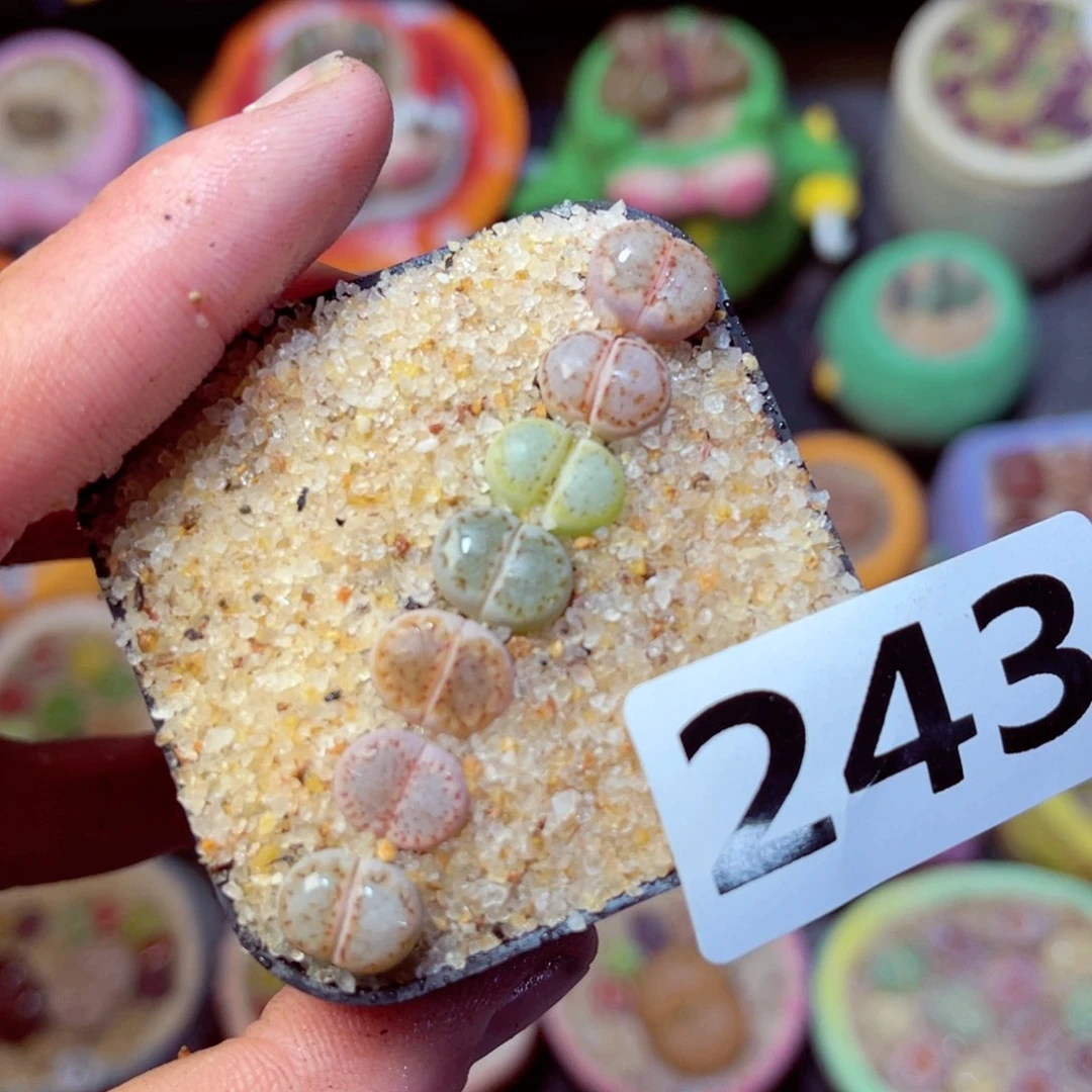 243生石花带盆发