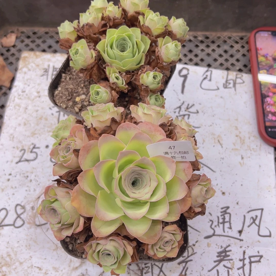 47 侧牙掉了不包损无售后