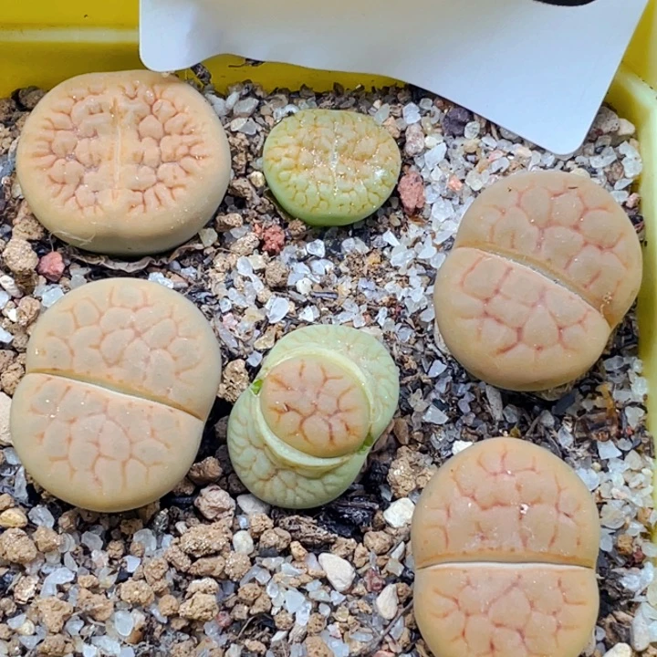 568黄绿富贵带盆